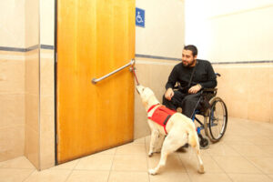 Service Dogs